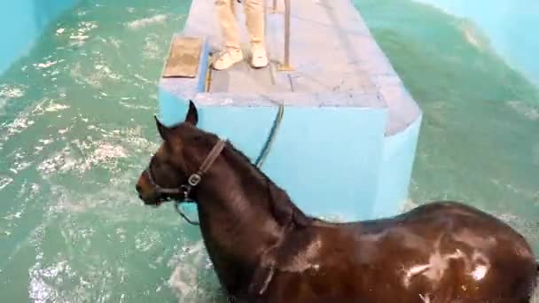 在游泳池内的水跑步机上进行水疗时的马 — 图库视频影像