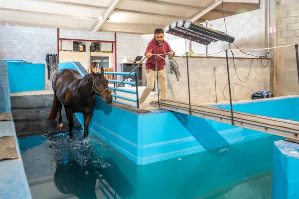 Horse Entering Pool Physiotherapy Water Treadmill Tied Rope Man — Stock Photo, Image