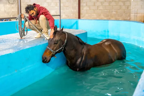 Veterinary Horse Hydrotherapy Water Treadmill Rehabilitation Treatment — Stock Photo, Image
