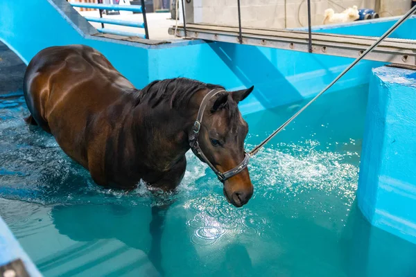 Horse during aqua therapy in a pool tied with a rope