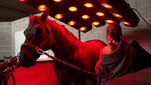 動物のための赤い暖かさのライトが付いている革新的なソラリウムの馬そして2人の女性 — ストック動画
