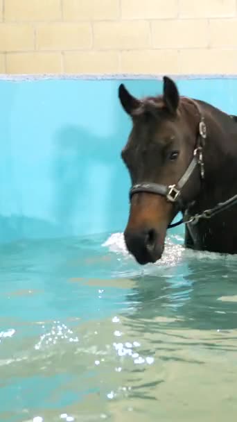 プール内のウォータートレッドミルでのヒドロセラピー中に馬 — ストック動画