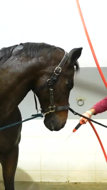 ウォータートレッドミルでヒドロセラピーを受ける馬のクローズアップ — ストック動画