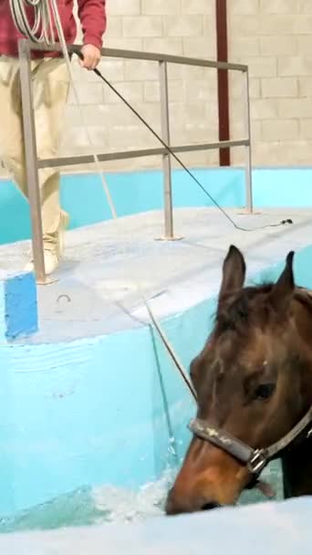 Ветеринар Держит Лошадь Веревкой Получающую Акватерапию Травмы — стоковое видео