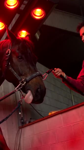 Häst Rött Ljus Solarium Ett Rehabiliteringscenter Med Sällskap Veterinär — Stockvideo