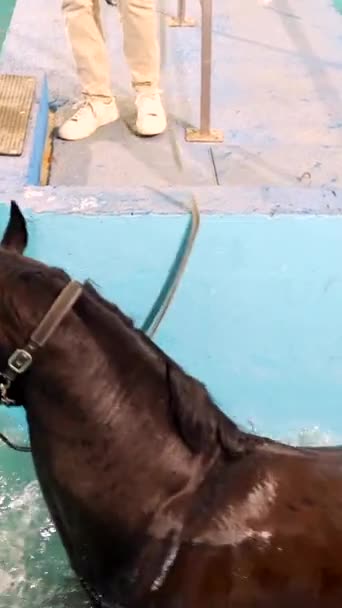 兽医在疗养过程中把马抱在游泳池里喝水 — 图库视频影像