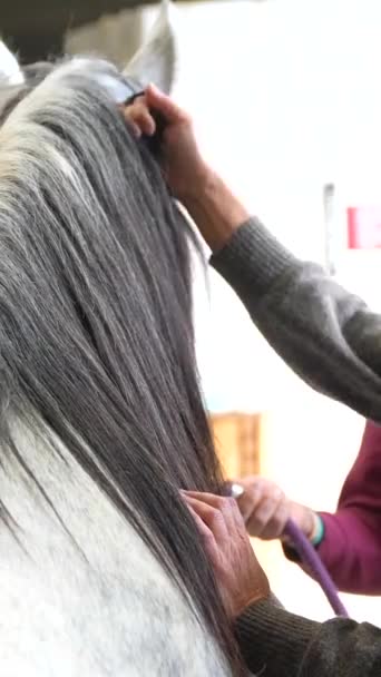 Kobieta Pielęgnująca Grzywę Konia Stajni Obok Kolegi — Wideo stockowe