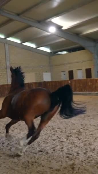 Скаковая Лошадь Тренировочной Зоне — стоковое видео