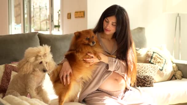 Беременная Женщина Целует Ласкает Своих Маленьких Собак Сидя Дома Диване — стоковое видео