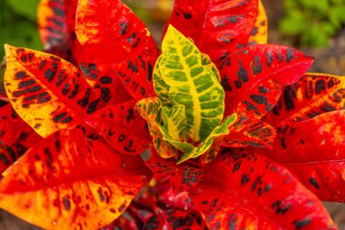 Botanik bahçesindeki kırmızı tropikal bitkiler. Bir grup sarı ve yeşil bitki.