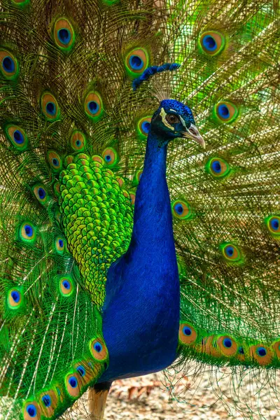 Blue Green Peacock Standing Field Peacock Center Attention Surrounded Its — Stock Photo, Image