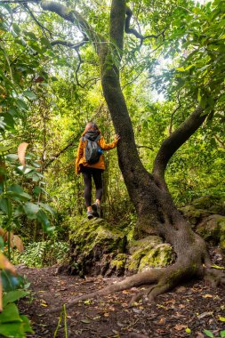 Doramas, Gran Canaria 'daki Los tilos de Moya' nın Laurisilva ormanındaki ağaçta bir kadın.