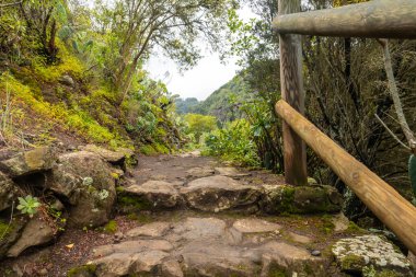 Los Tilos de Moya 'nın Laurisilva ormanında güzel bir yürüyüş yolu, Gran Canaria