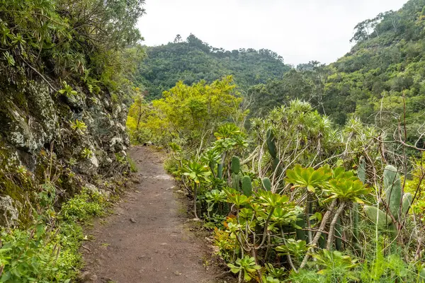 Los Tilos de Moya 'nın Laurisilva ormanında güzel bir patika, Gran Canaria