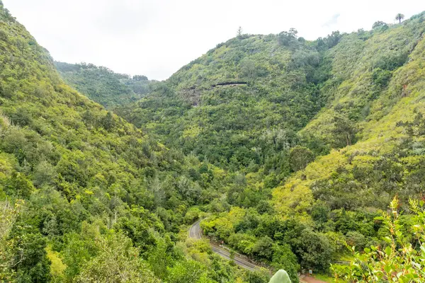 Laurisilva 'nın yukarıdan güzel bir manzarası var Los tilos de Moya, Gran Canaria