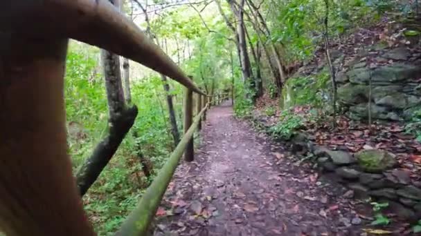 Όμορφο Μονοπάτι Στο Δάσος Laurisilva Του Los Tilos Moya Gran — Αρχείο Βίντεο