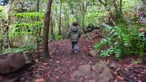 一个男孩在大加那利群岛Doramas的Los Tilos Moya的Laurisilva森林散步 — 图库视频影像