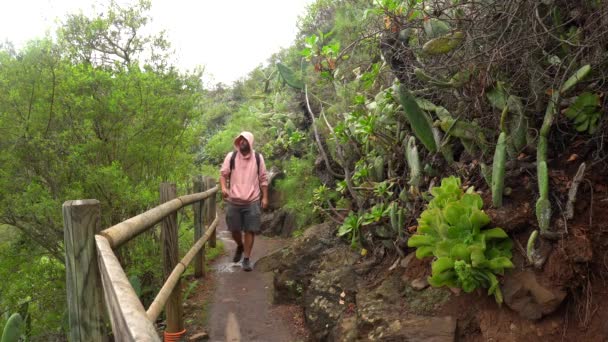 在大加那利亚Los Tilos Moya的Laurisilva森林里 一个人沿着一条美丽的小径走着 — 图库视频影像