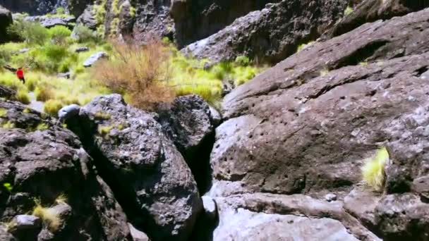 Hermosa Cascada Charco Azul Podemos Agaete Gran Canaria Islas Canarias — Vídeo de stock