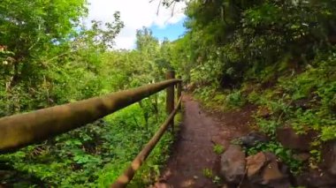 Los Tilos de Moya 'nın Laurisilva ormanında güzel bir patika, Gran Canaria