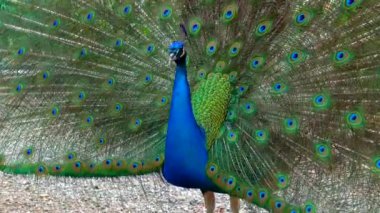 Hintli erkek tavus kuşu açık çünkü kızgın ve botanik bahçesinde dişiler arıyor.