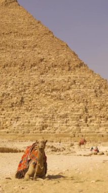 Giza piramitlerinde Khafren Piramidinin yanındaki devenin görüntüsü. Kahire, Mısır