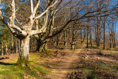 Ortasında büyük bir ağaç olan bir orman. Ağaç daha küçük ağaçlarla çevrili ve ona giden bir yol var.