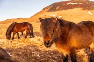 İzlanda 'nın soğuk kışında güzel kahverengi atlar