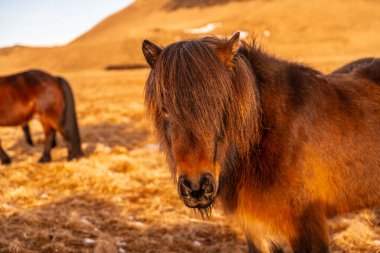 İzlanda 'nın soğuk kışında güzel kahverengi atlar. Kendilerini koruyacak bir sürü uzun saçla.