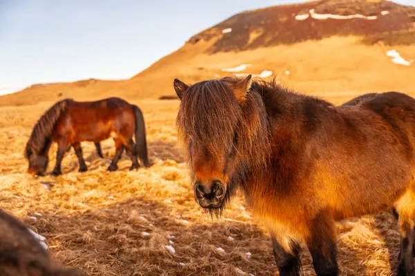 İzlanda 'nın soğuk kışında güzel kahverengi atlar