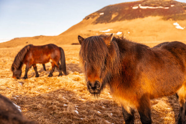 Красивые коричневые лошади холодной зимой в Исландии