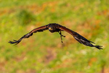 Kanatları açık bir şekilde havada uçan bir kuş. Kuş kahverengi ve siyah renktedir.