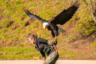 Bir kadın sırtında bir kartal tutuyor. Kartal siyah ve beyazdır