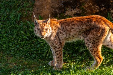 Yeşil gözlü kahverengi bir kedi çimen tarlasında duruyor. Kedi kameraya bakıyor gibi görünüyor, muhtemelen meraklı ya da tedbirli. Sakinlik ve sükunet kavramı, kedinin doğayla iç içe olması gibi.