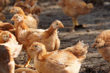 Bir grup tavuk bir tarlada duruyor. Tavuklar kahverengi ve beyaz.