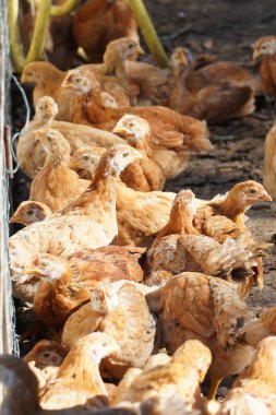 Bir grup tavuk bir ağılda toplanmış. Tavukların hepsi kahverengi ve genç görünüyorlar.