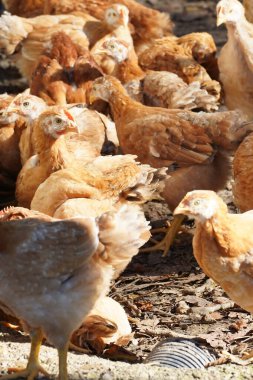 Bir grup tavuk bir tarlada duruyor. Tavuklar kahverengi ve beyaz.