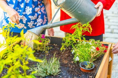 Huzurevinin bahçesinde bitkileri sulayan tanınmayan iki yaşlı insanın yakın plan fotoğrafı.