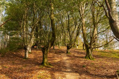 Errenteria 'daki Urdaburu dağında gün batımında, Gipuzkoa' da kayın ormanı. Bask Ülkesi