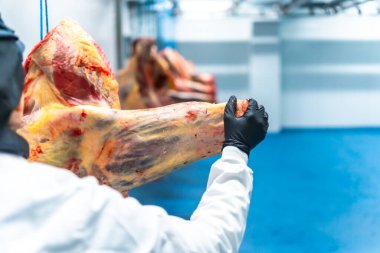 Bir kasap et işleme fabrikasındaki soğuk hava deposuna et taşırken.