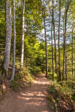 Almanya 'daki Kara Orman' daki Todtnau şelalesine giden toprak yol.
