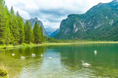 Görkemli dağlarla ve gür çam ormanlarıyla çevrili zümrüt yeşili Dobbiaco gölü, dolomitlerdeki kristal berrak sularda süzülen zarif kuğulara ev sahipliği yapıyor.