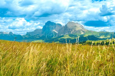 Golden meadow blowing in the wind with the sassolungo and sassopiatto mountains in the background, alpe di siusi, dolomites, italy clipart