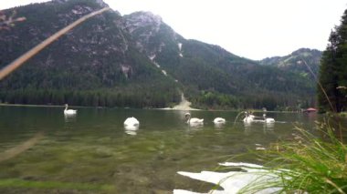 Beyaz kuğular, arka planda dolomitlerle birlikte güzel bir yaz gününde Dobbiaco Gölü 'nün yeşil sularında yüzerler.