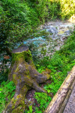 Bereketli yeşil yosun, ahşap korkulukların yanında büyük bir ağaç gövdesini kaplar. Kanayan, Slovana yakınlarındaki vintgar vadisindeki temiz, akan Radovna nehrine bakar.