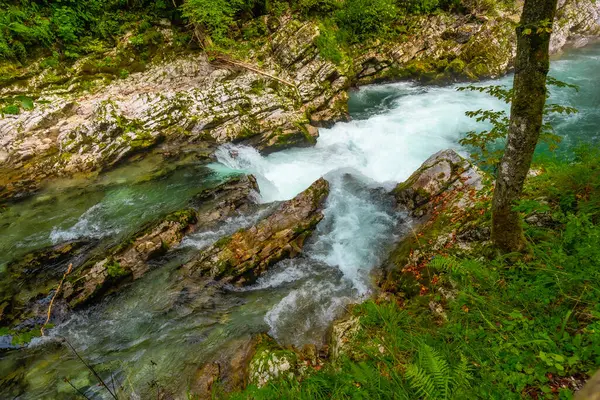 Radovna Nehri 'nin turkuaz suyu, kanayan, Sloven yakınlarındaki popüler bir turizm beldesi olan Vintgar Vadisi' nde akmaktadır.