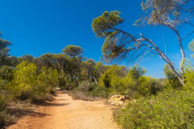 Güneşli bir günde Cala Mondrago doğal parkında, Mallorca, İspanya 'da yemyeşil çam ormanlarında yürüyüş yapmak.