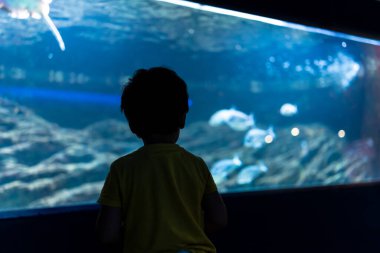 Anaokulunun silueti büyük bir akvaryum tankında yüzen egzotik balıklara bakıyor, deniz yaşamının mucizelerini yaşıyor.