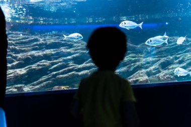 Büyük bir akvaryum tankında yüzen su hayvanlarını izleyen meraklı çocuk, deniz yaşamının tadını çıkarıyor.
