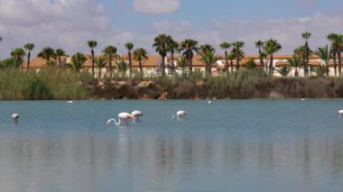 Flamingolar, canlı sahne için zemin hazırlayan binalarla birlikte, Mar Menor 'da yiyecek arıyorlar.
